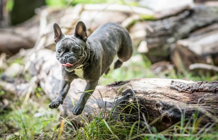 gray french bulldog jumping over a log