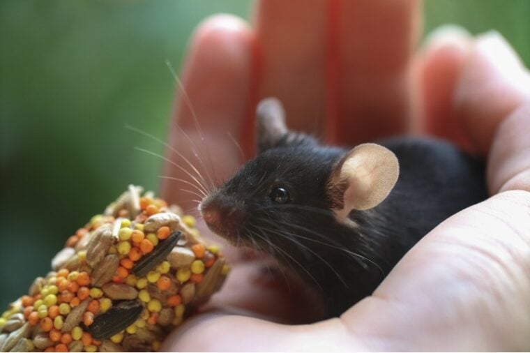 gray mouse in a hand is eating rodent food