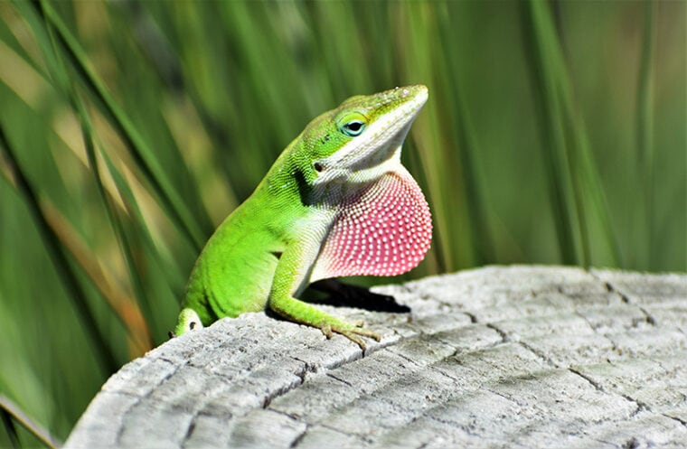 Green Anole with Red Pouch Puffed Out