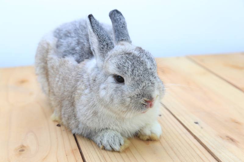 grey netherlands dwarf rabbit on wood floor