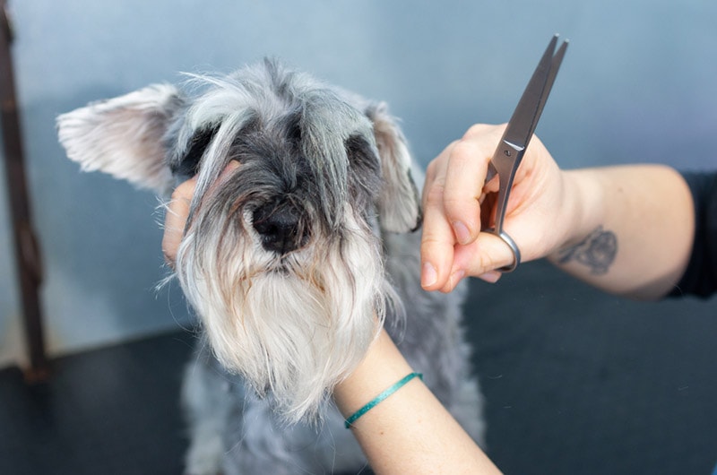 groomer trimming miniature schnauzer dog's hair