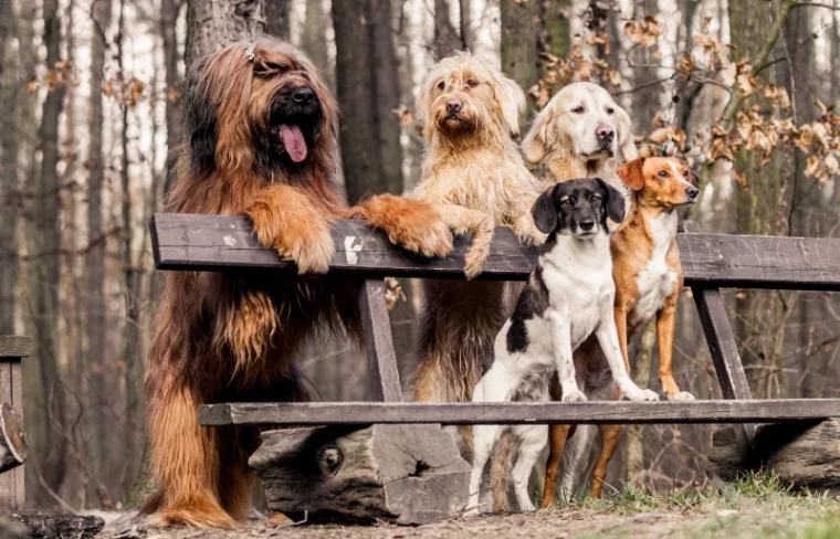 group of dogs on a park bench