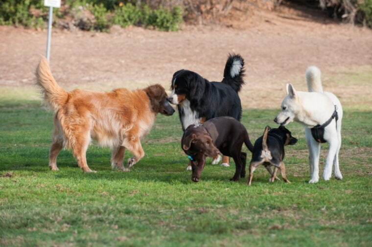 group of dogs playing in the park