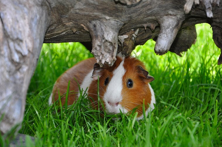 guinea pig hiding