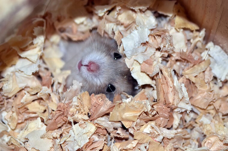 hamster hiding under its bedding
