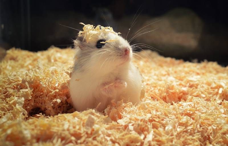 hamster on bedding