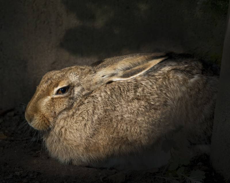 hare in the forest shadow
