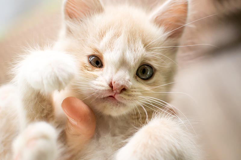 kitten with a birth defect cleft lip