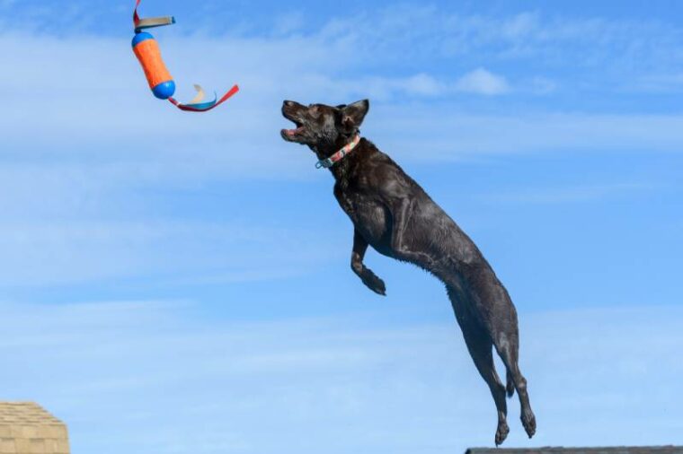 labrador retriever dog catching a toy during a dock diving event