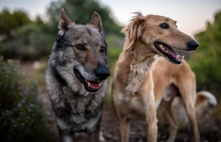 male Czechoslovakian wolf dog and saluki
