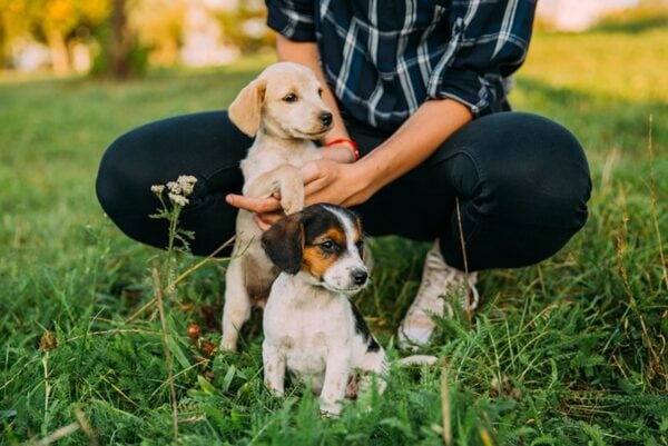 Man Adopted Two Puppies Angyalosi Beata Shutterstock 600x401 