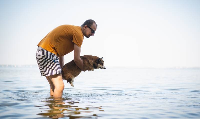 man teaching a corgi dog how to swim