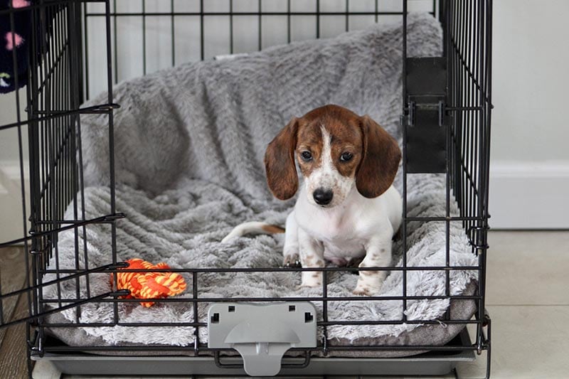 miniature dachshund puppy sitting in a crate