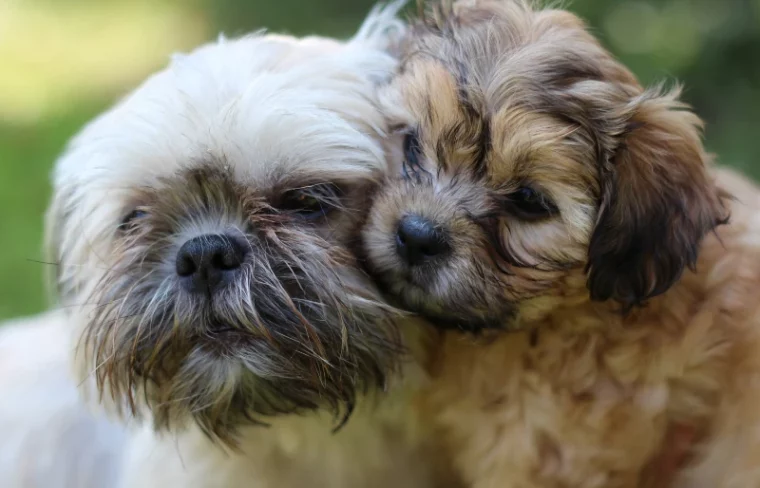 mother shih tzu dog and her puppy