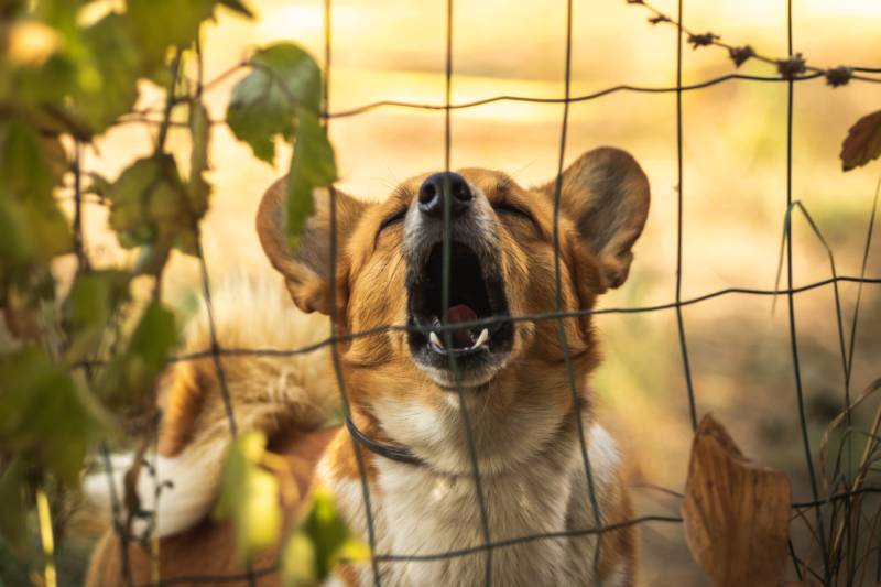 neighborhood corgi dog behind the fence barks