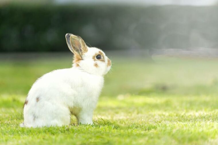 netherlands dwarf rabbit on lawn