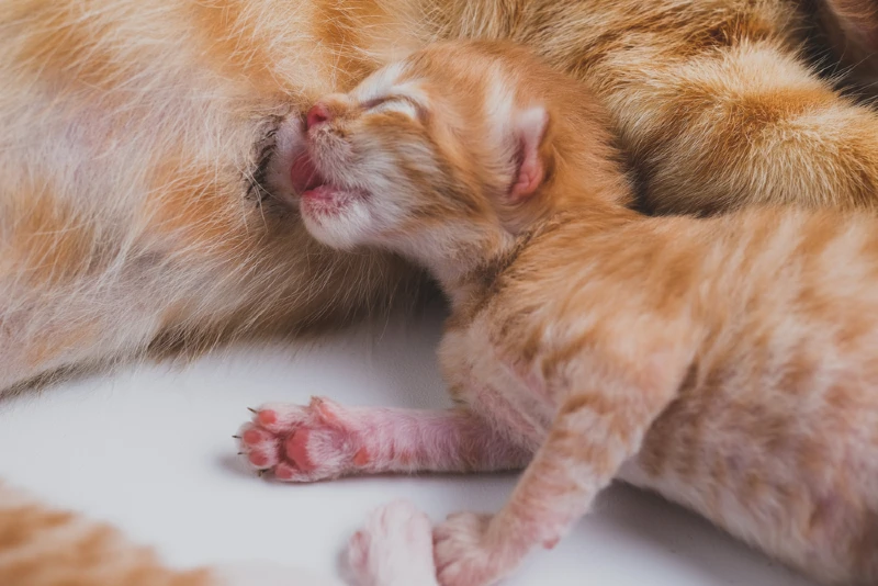 newborn kitten drinking milk from mother cat's nipple