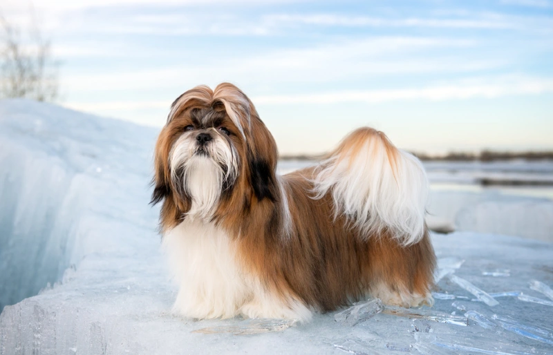nine month old shih tzu standing on an ice floe