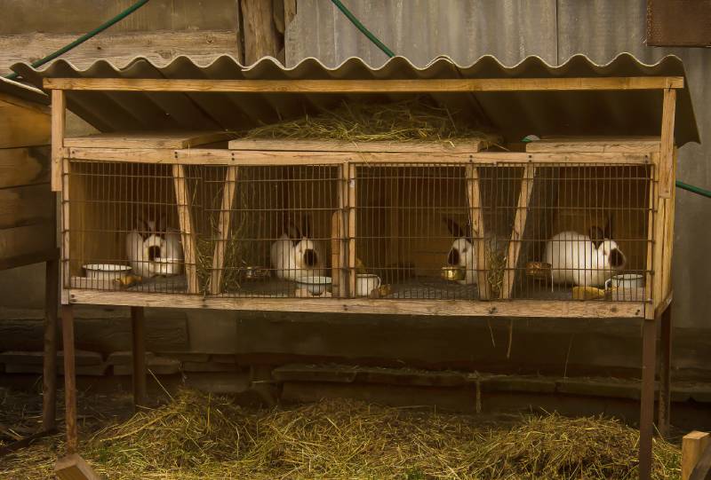 outdoor rabbit cage in the farm