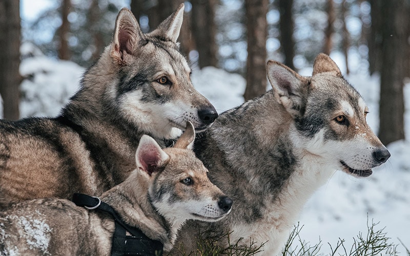 pack of Czechoslovakian wolfdog