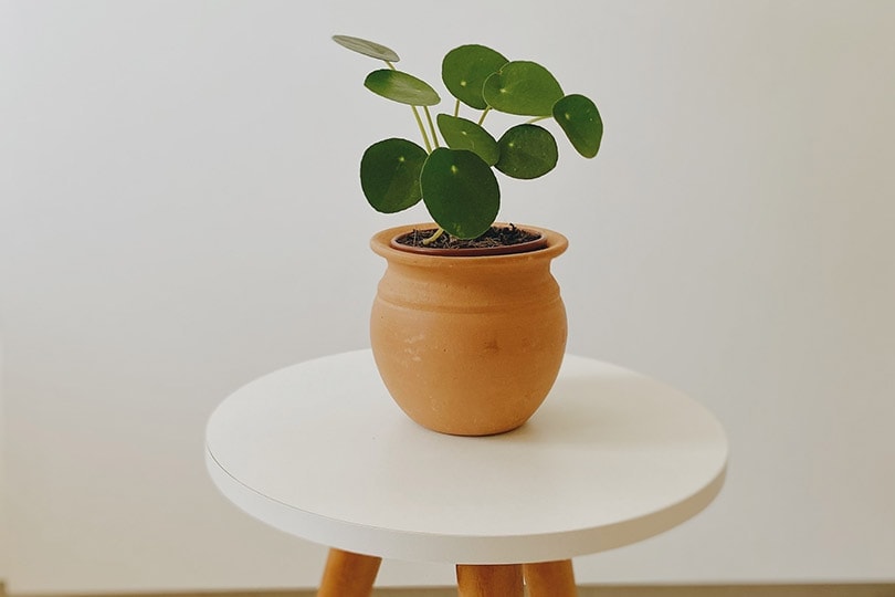 pilea plant in brown pot