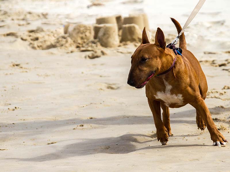 pitbull pulling leash