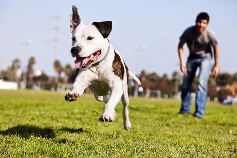 pitbull running in mid-air with owner standing by