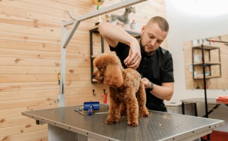 professional male groomer making haircut of poodle teacup dog at grooming salon