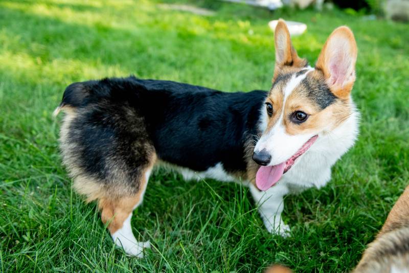 purebred tricolor pembroke welsh corgi puppy stands outside in the grass with her tongue out