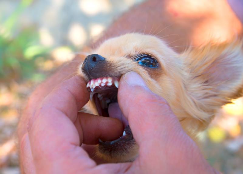 retained deciduous teeth of a chihuahua dog