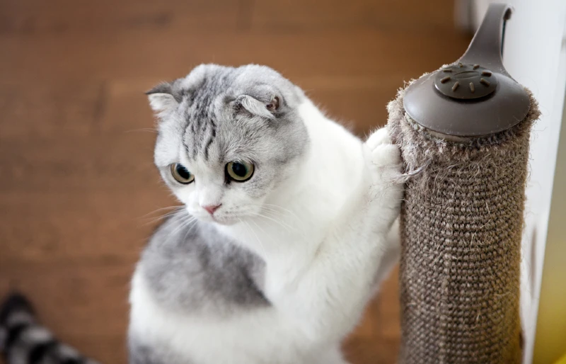 Sisal Rope vs. Sisal Fabric for Cat Scratching Posts – Is There a
