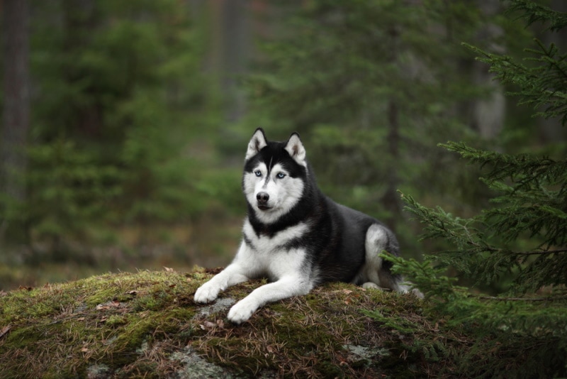 siberian husky dog in the forest