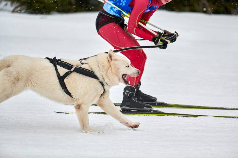 siberian husky dog pulls skier in a winter dog sport competition