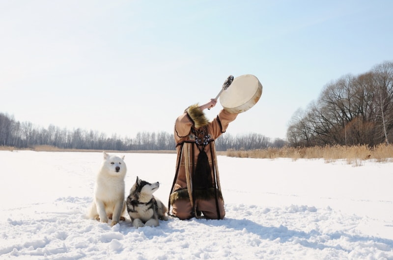 siberian husky dogs in the snow