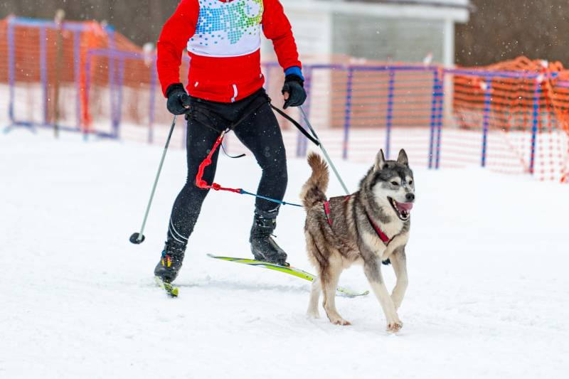 skijoring dog racing in winter on skis