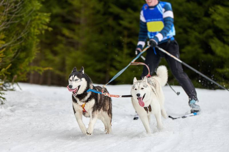 skijoring dog racing