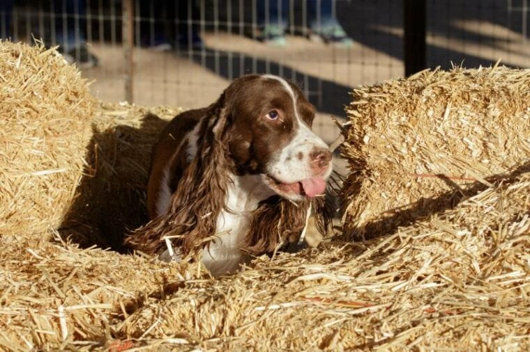 spaniel dog searching for rats hidden in tubes in the hay
