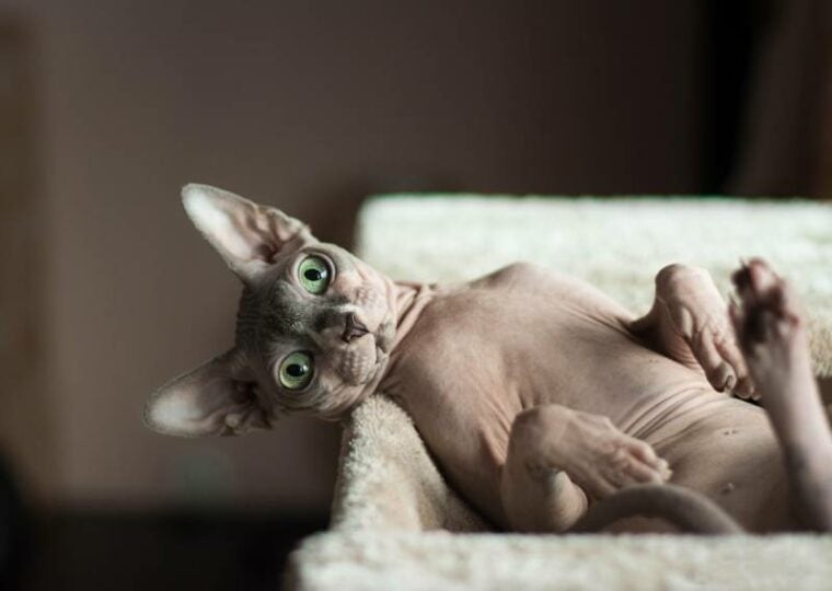 sphynx cat in an interesting position in his house