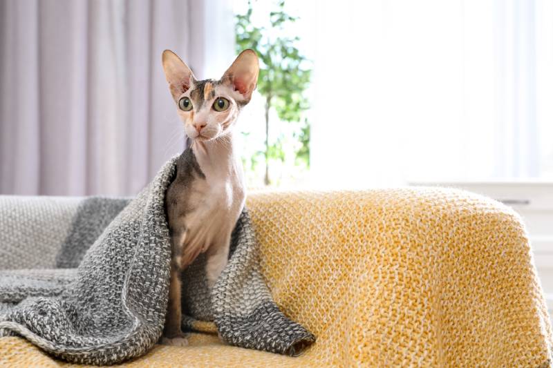 sphynx cat under blanket on sofa at home
