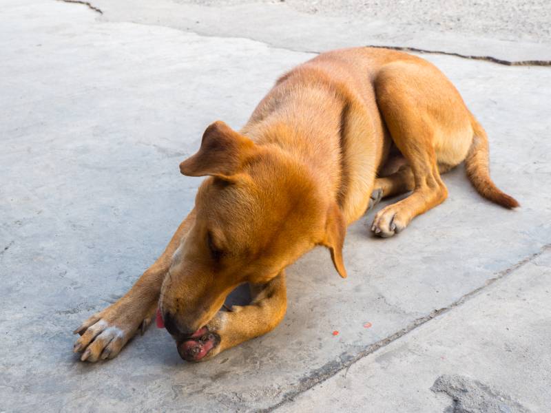 stray dog with painful wounds who live on the streets