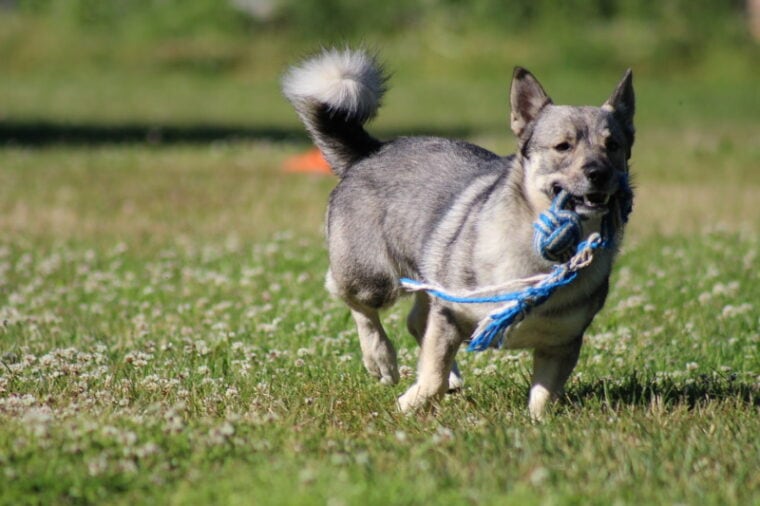 swedish vallhound dog playing in the grass