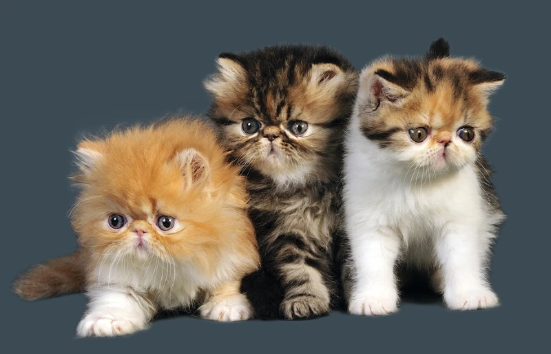 three persian kittens with different fur colors