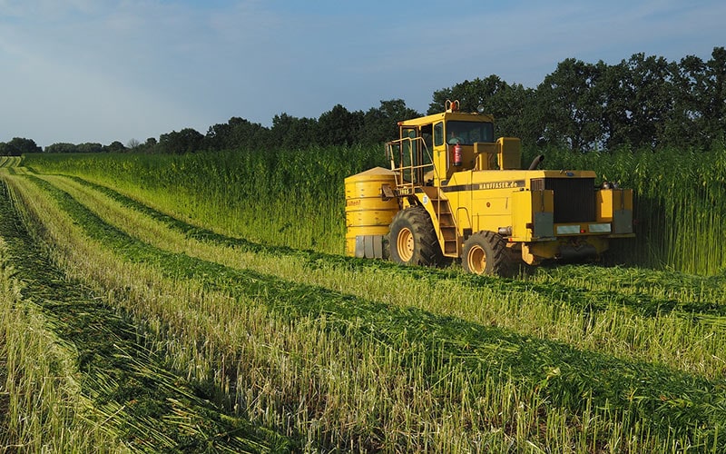tractor harvesting hemp fiber plants from field
