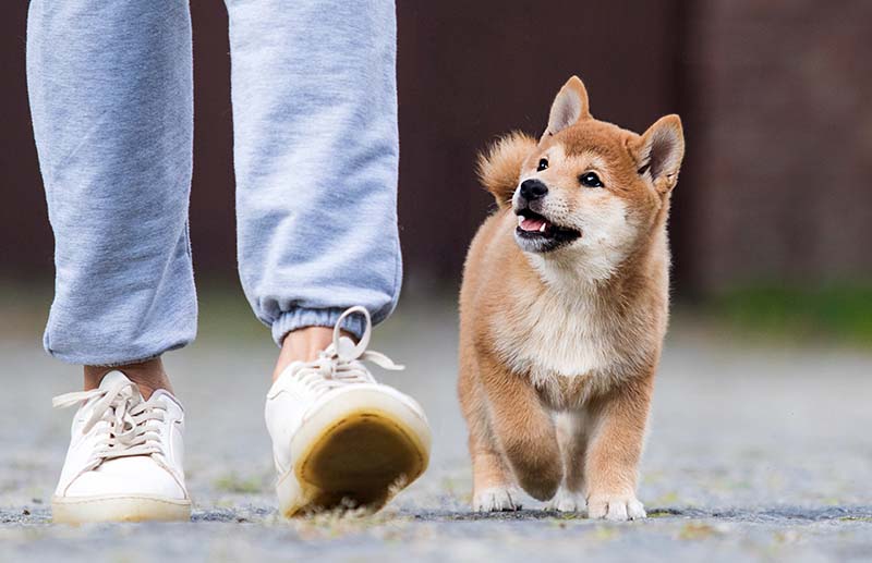 O cachorrinho de treinamento está andando ao lado do adestrador de cães sem coleira