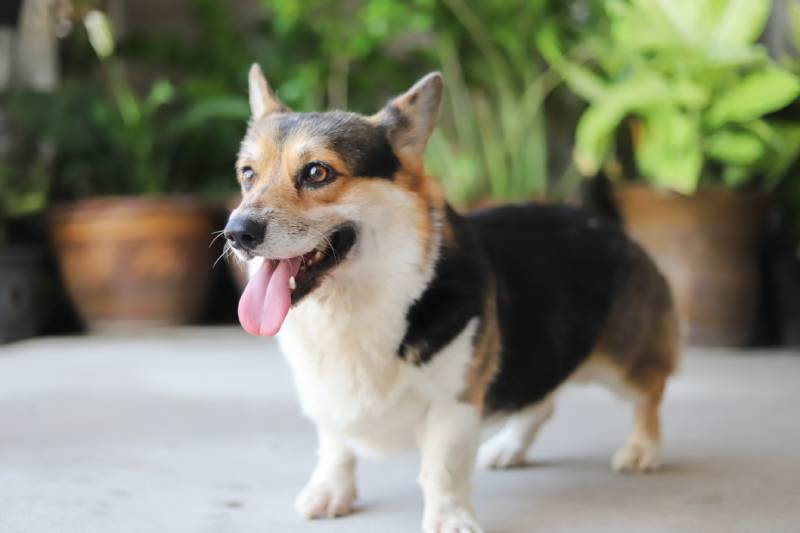 tricolor corgi dog standing outdoors