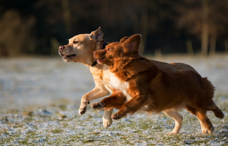 two brown dogs running on snow on grass