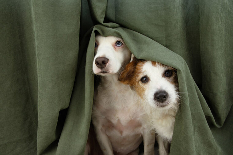 two scared or afraid puppy dogs wrapped with a curtain