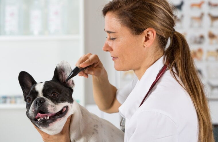 Veterinario revisa orejas de bulldog francés