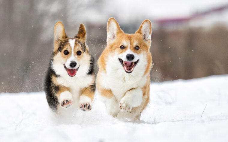 welsh corgi dogs running outdoors in the snow