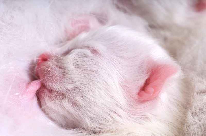 white cat nursing newborn kitten